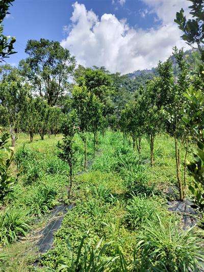 कम मेहनत में पहाड़ी खेती को बेहतर बनाने की नई तकनीक, पेपीनो से हल्दी और मैंडरिन तक पर हो रहा प्रयोग